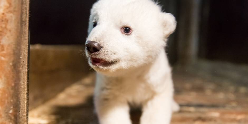 Apres Knut Voici Fritz L Ourson Polaire Qui Fait Fondre Berlin La Libre